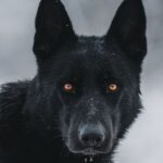 John Black Dog