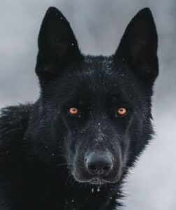 John Black Dog